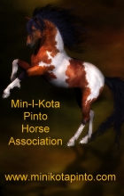 Min-I-Kota Pinto Horse Association 140 x 220